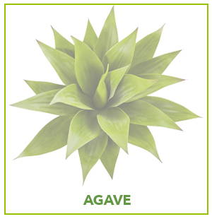 ARTIFICIAL AGAVE PLANTS