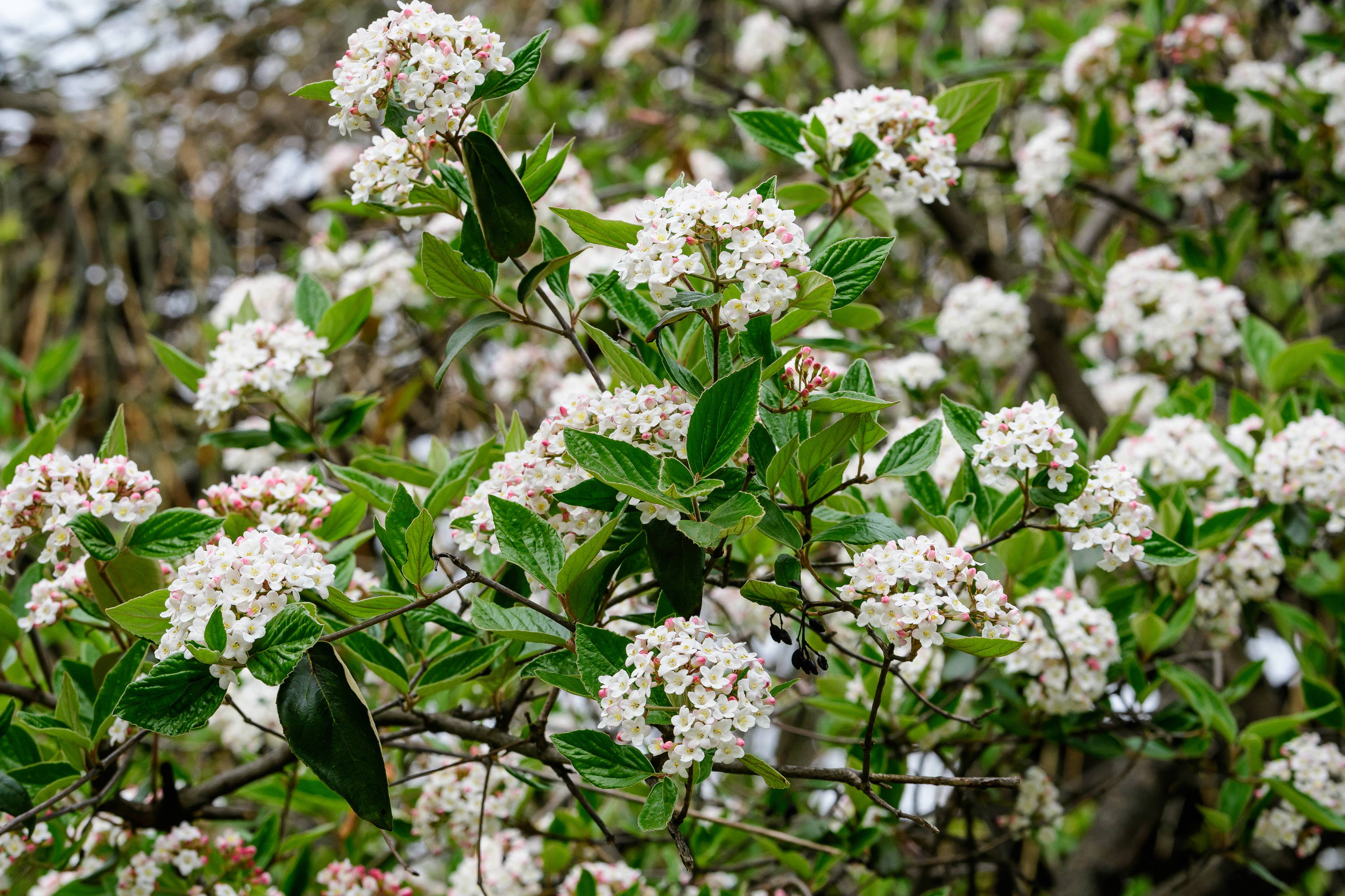 Arrowwood viburnum in full white flower blooms.