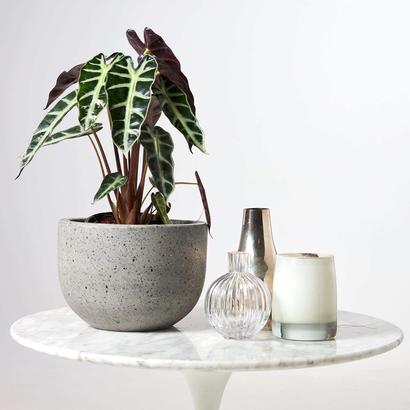 Amazonian Elephant Ear in Pierre Terrazzo Pot Grey on table at The Good Plant Co