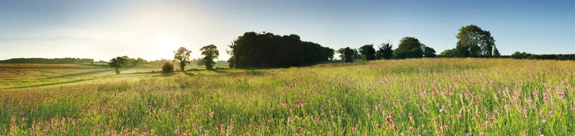 wild flowers