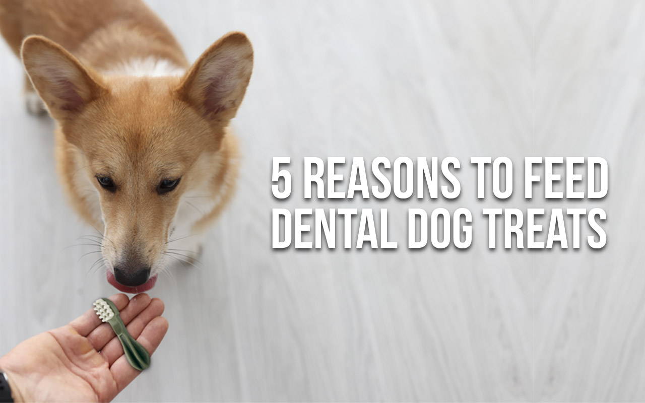 5 reasons to feed dental dog treats | Pawpy Kisses Blog Pets Talk