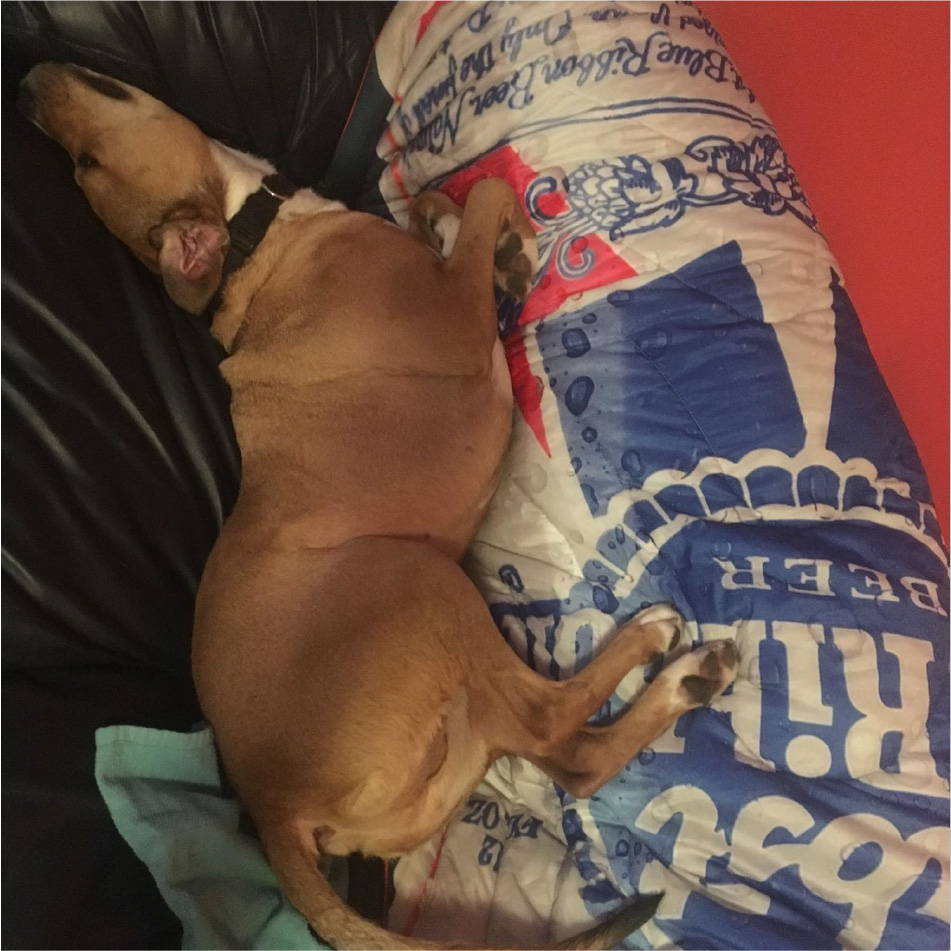 Dog on PBR Rumpl blanket