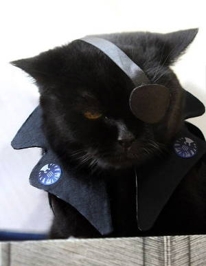 Black cat dressed as Nick Fury. 