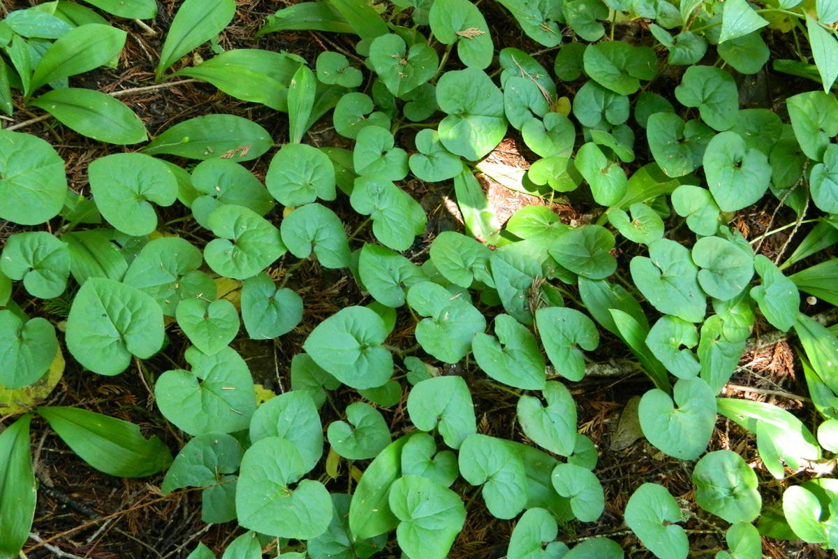 Wild Ginger growing from the ground