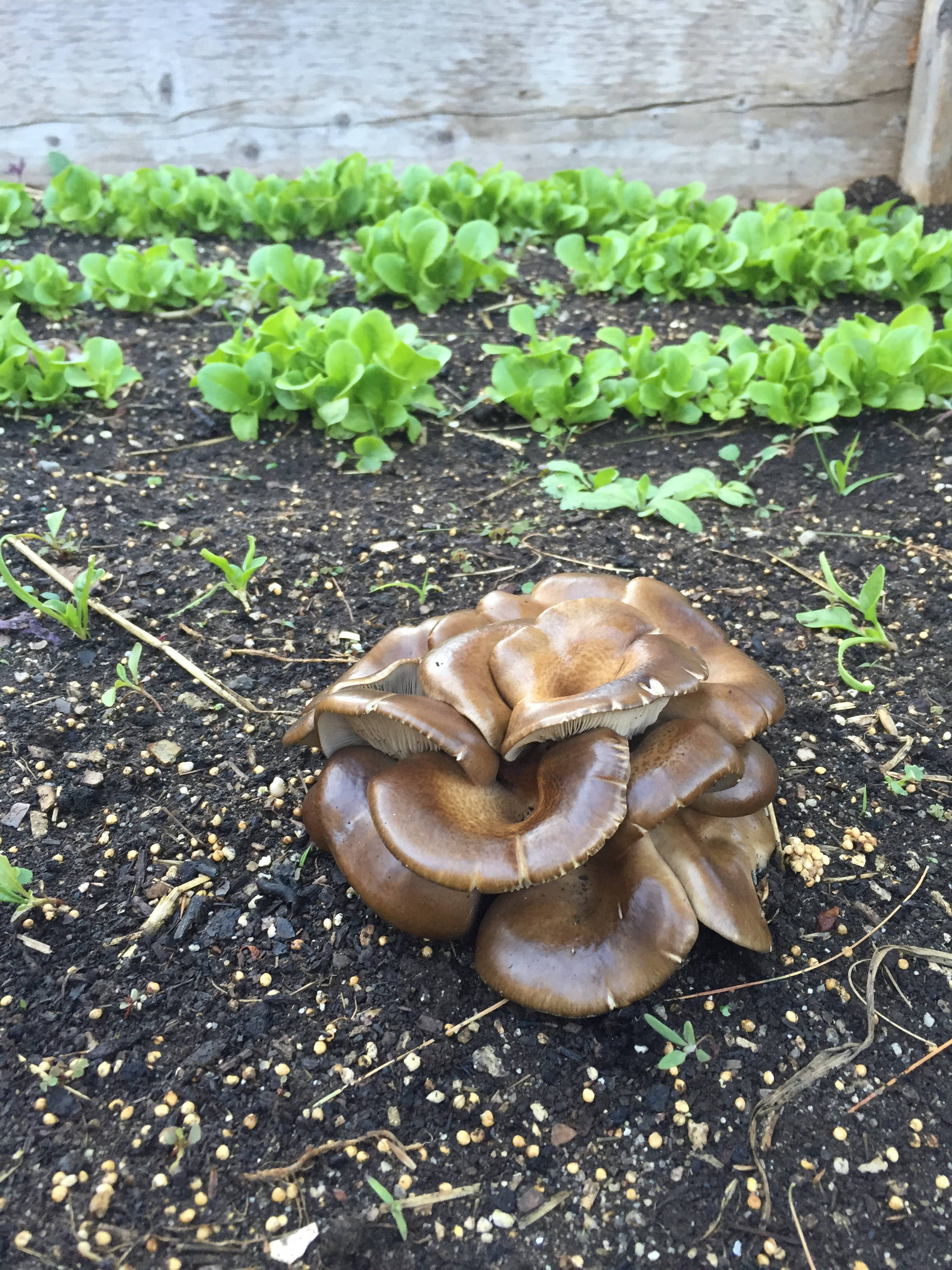 How to Grow Your Own Oyster Mushrooms on Straw - The Permaculture