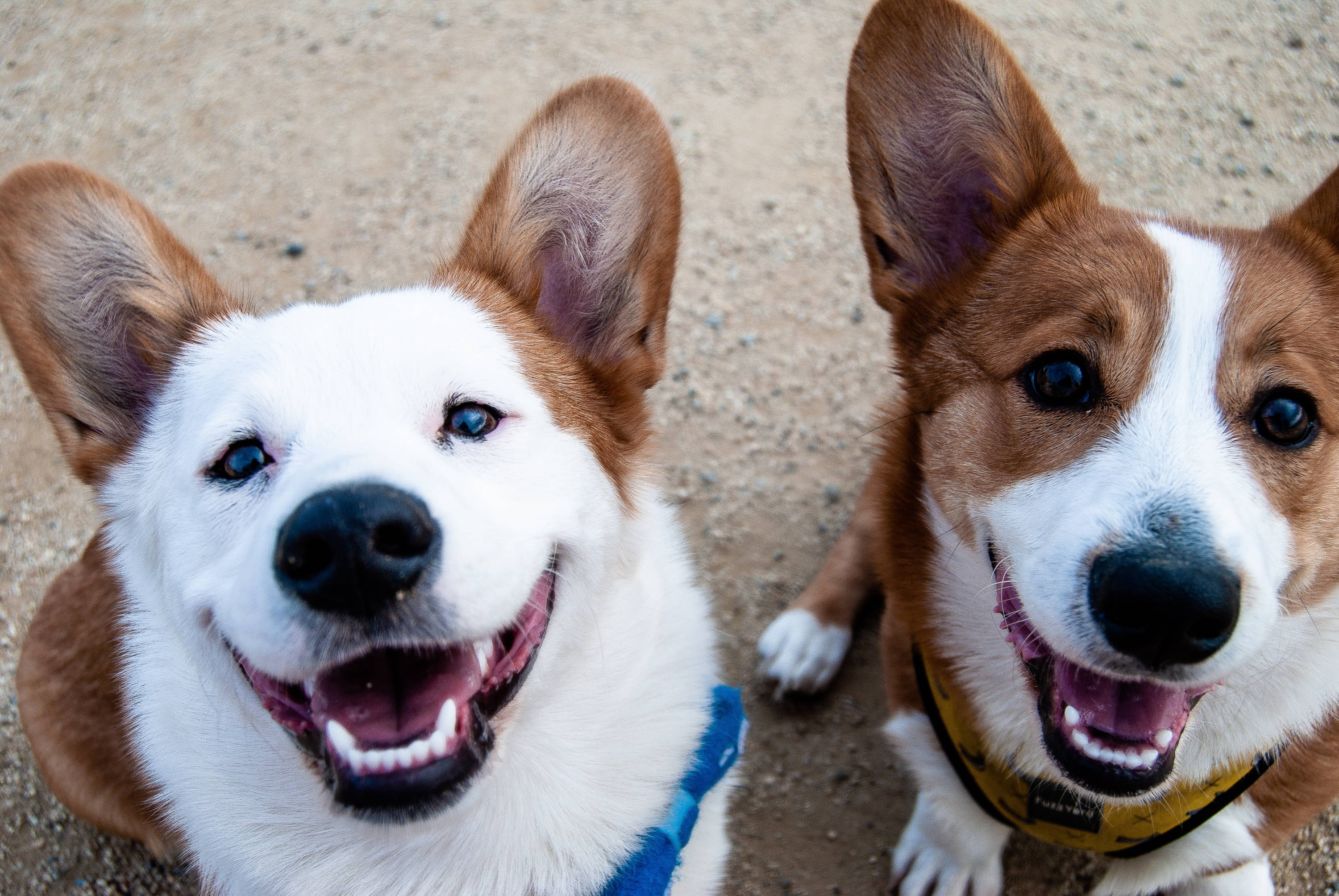 The Ultimate Corgi Guide, Behaviour, Personality, Common issues