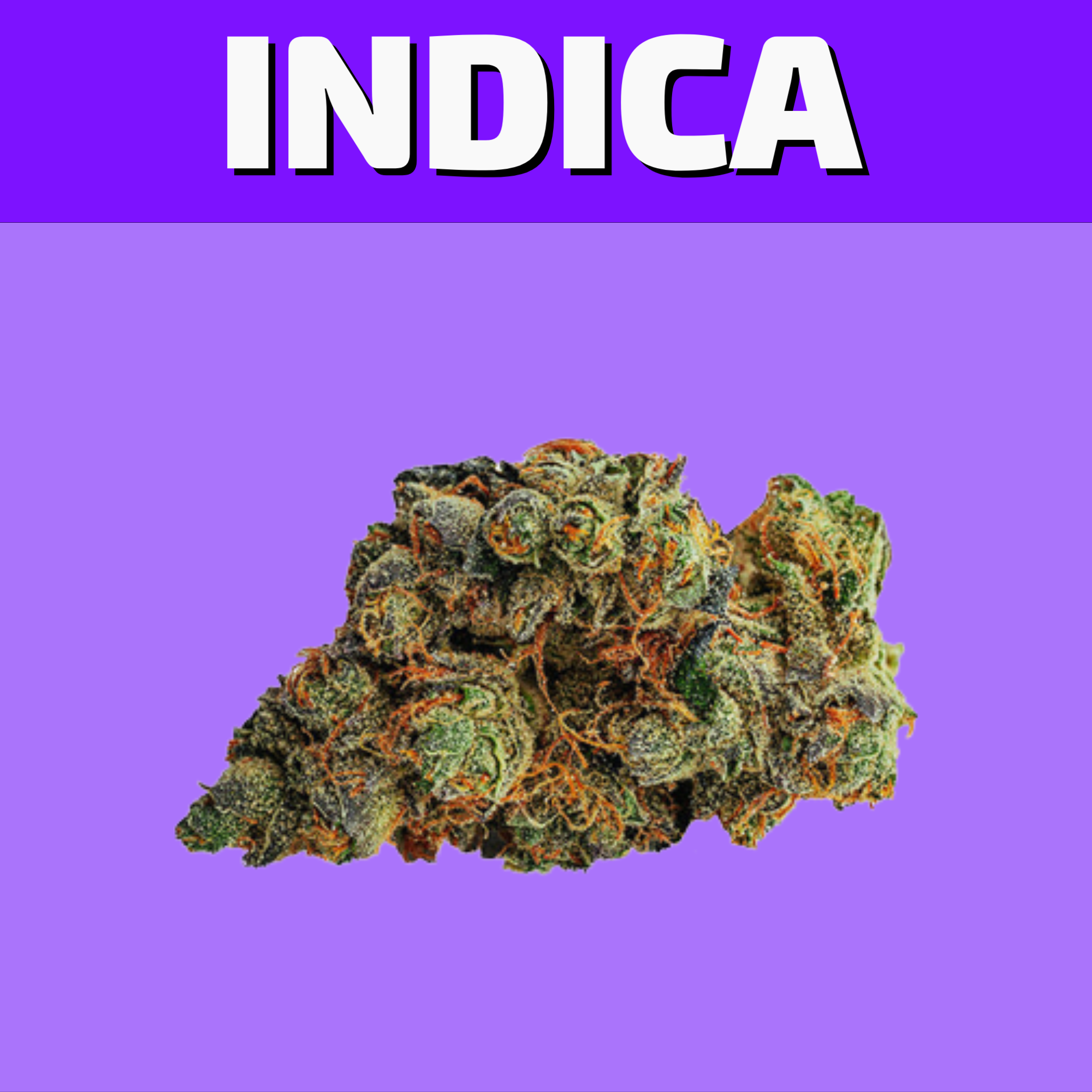Shop our selection of Indica Flower online and have it delivered same day in Winnipeg or visit our cannabis store on 580 Academy Road.  