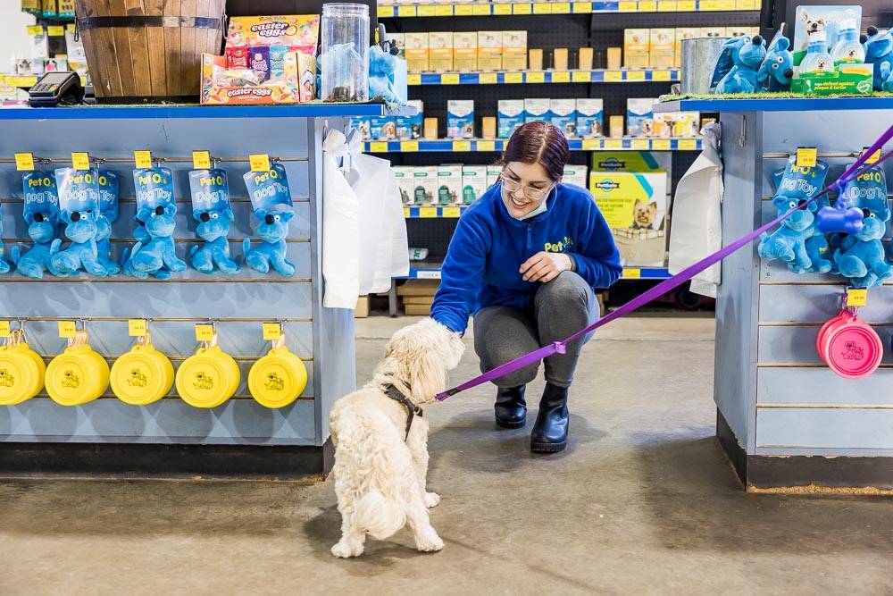 A puppy visiting a PetO store