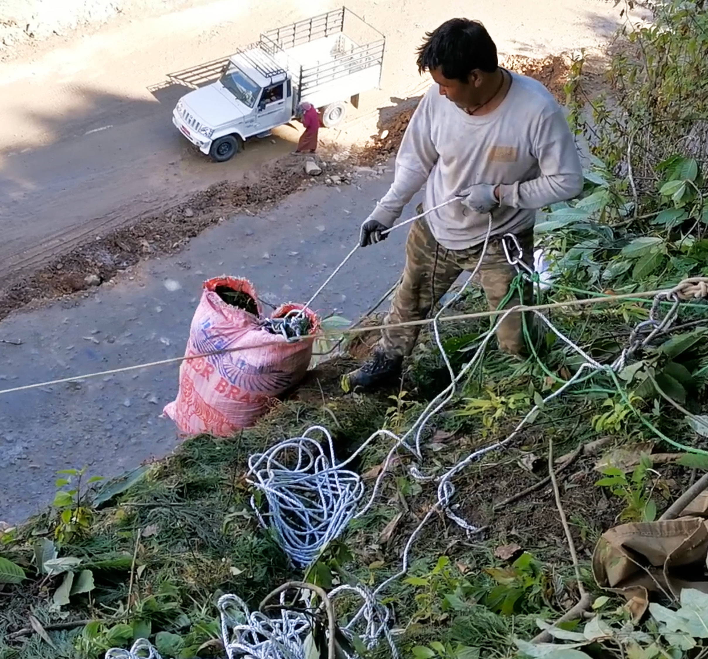 man harvesting cypress branches