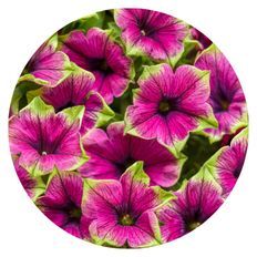 Photo of Supertunia® Picasso in Purple® Petunia