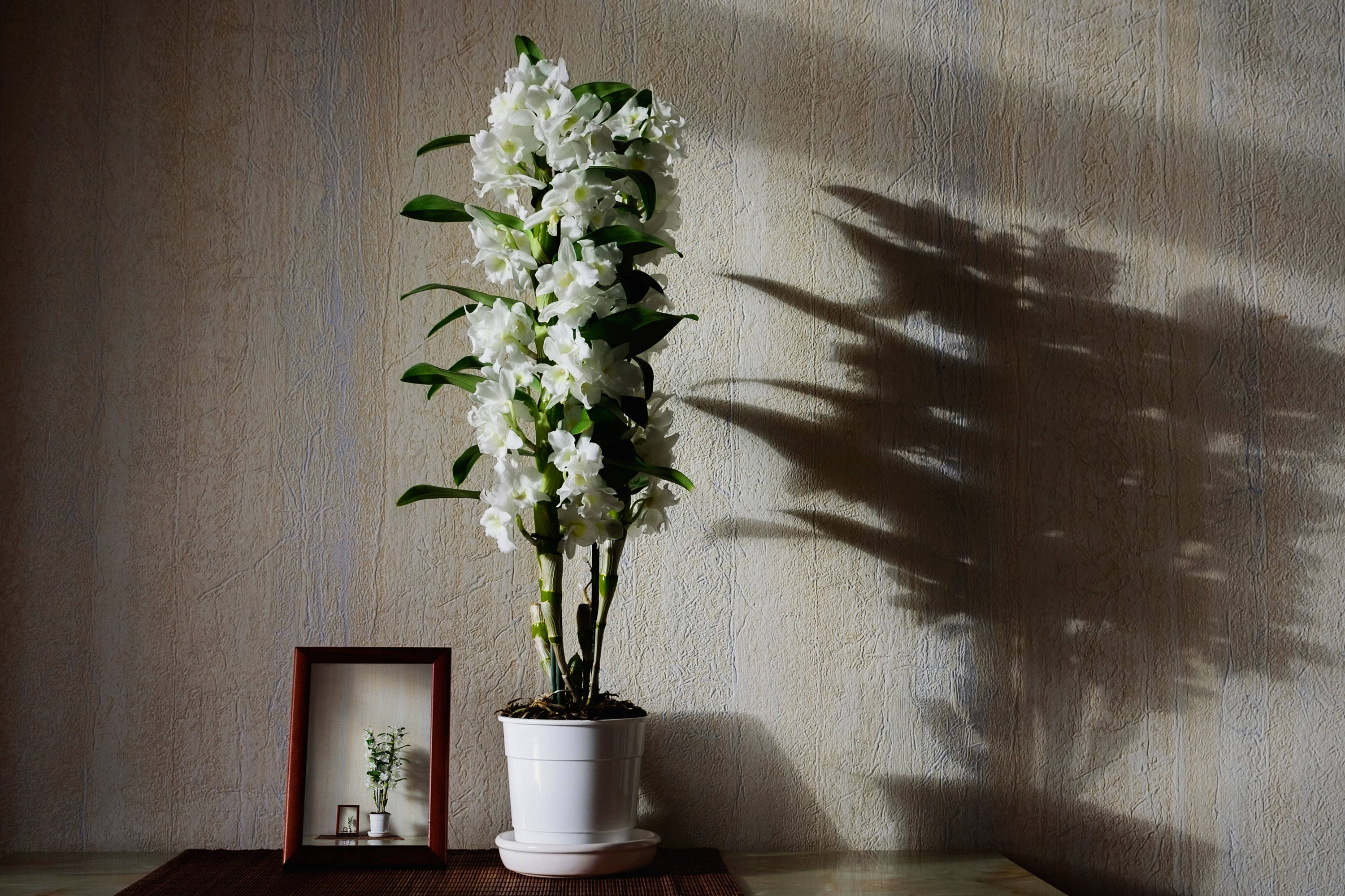 Planter Plusieurs Orchidées Dans Le Même Pot Orchidees Pour Un Salon Elegamment Colore Bakker Com