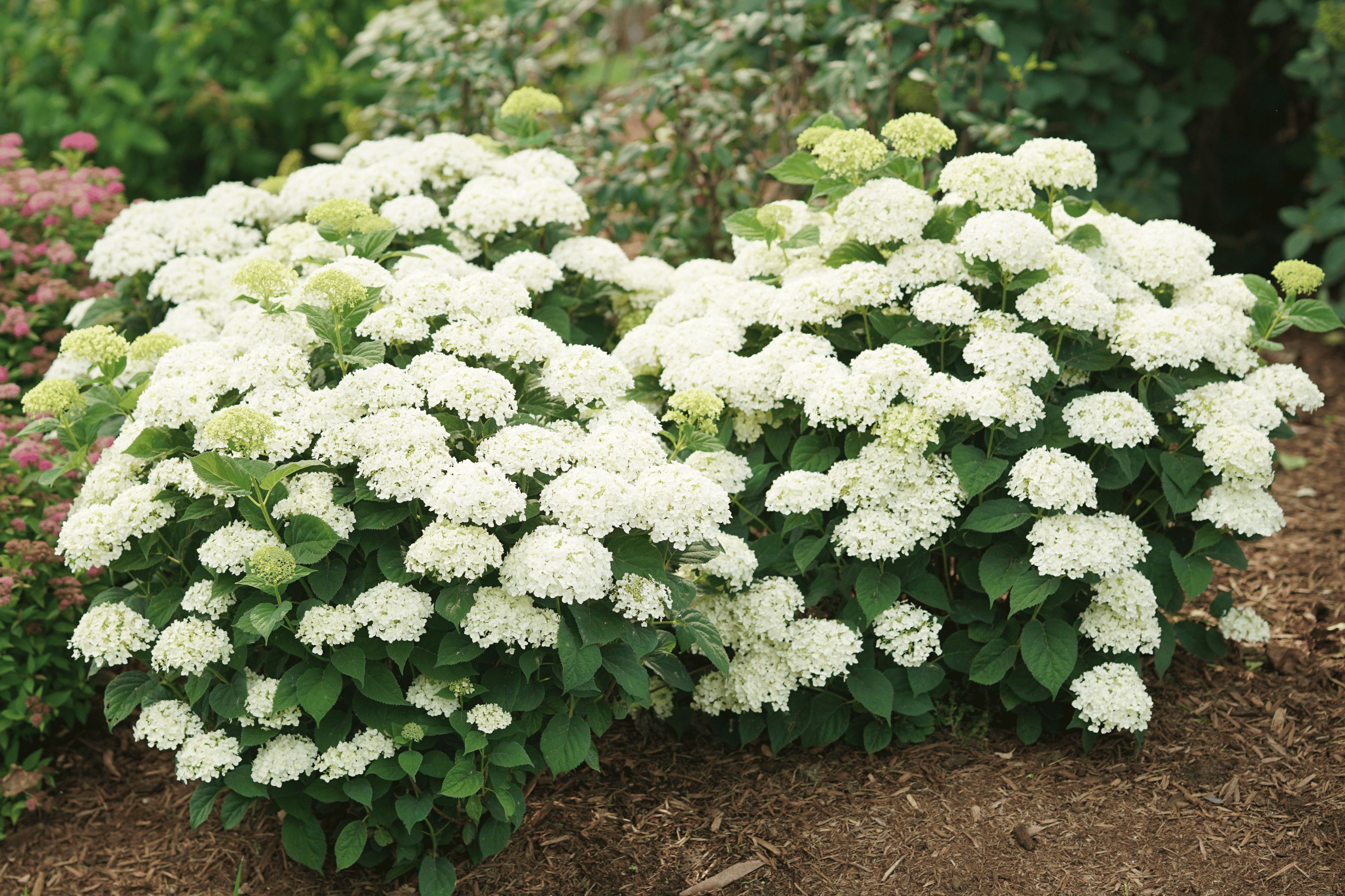 Photo of Invincibelle Wee White 2.0 Smooth Hydrangea in an outdoor garden.