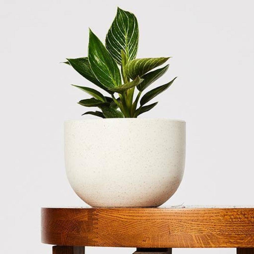 Philodendron Birkin with Pierre Terrazzo Pot in White from The Good Plant Co