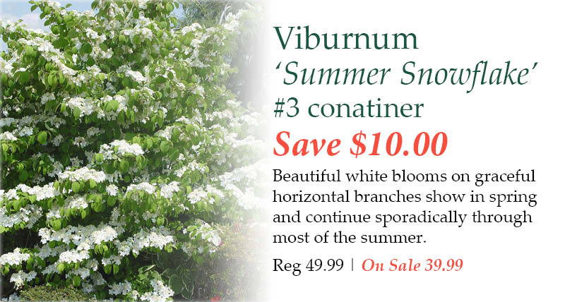 Viburnum 'Summer Snowflake', number 3 container - Save $10.00! Beautiful white blooms on graceful horizontal branches show in spring and continue sporadically through most of the summer. | Regular price $49.99. On Sale $39.99. 