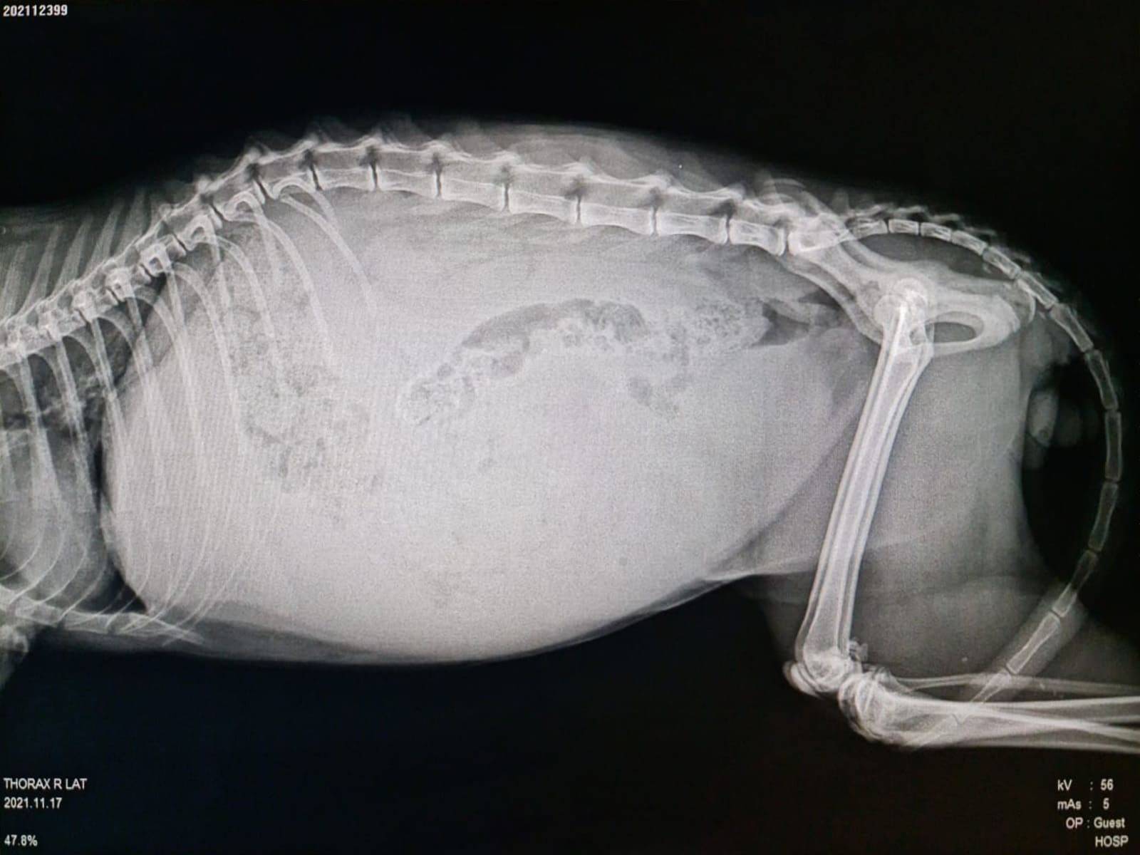 Röntgenbild einer FIP Katze - Flüssigkeitsansammlung im Bauchraum