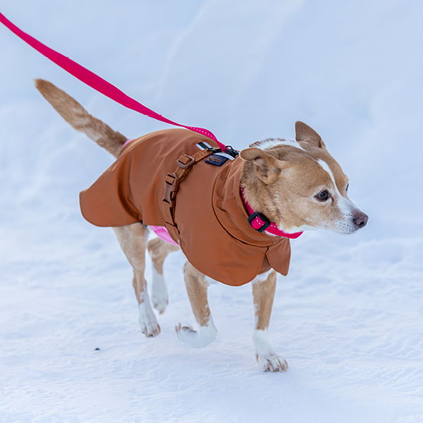 A dog in a brown coat walking on snow with a pink leash.