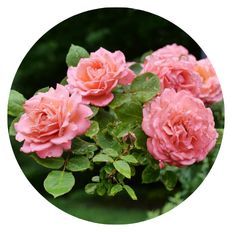 Photo of Reminiscent® Coral Rose