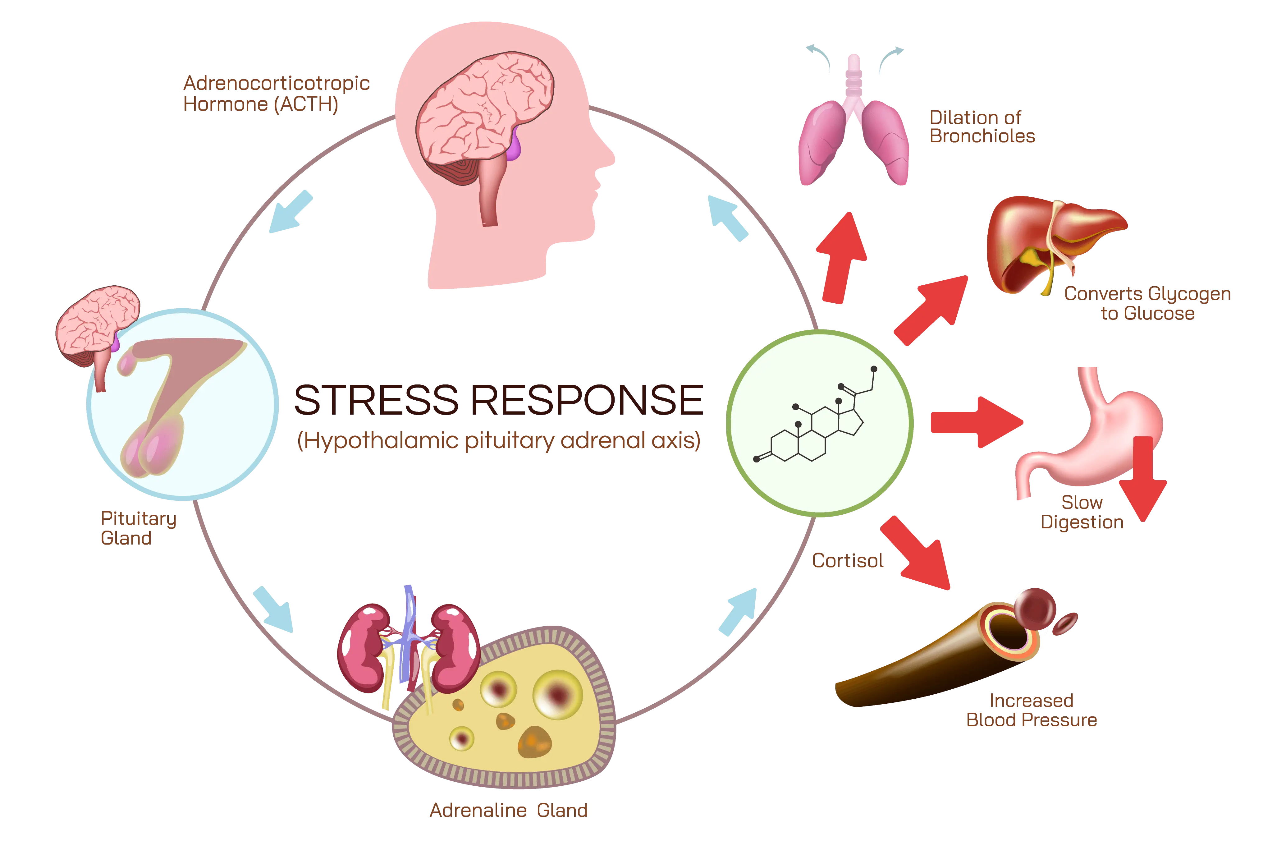 Infographic illustrating the interaction between various organs and hormones in the body.