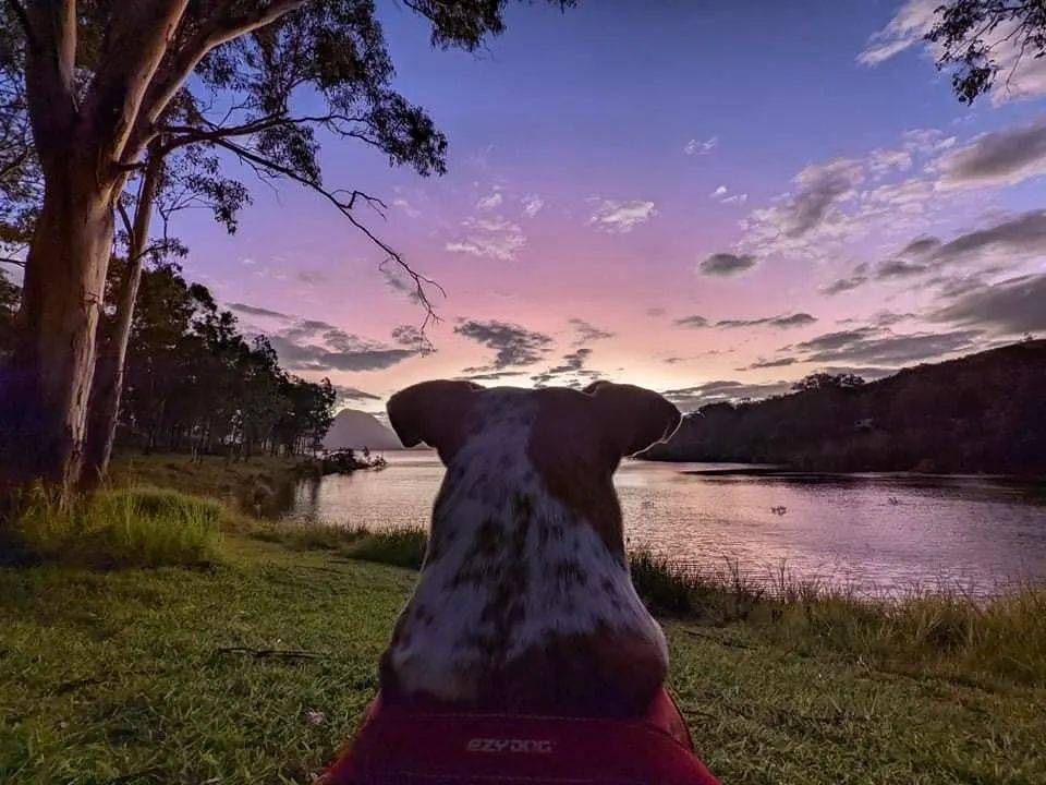 Camp Moogerah, Dog Friendly Camping Queensland