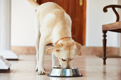 How to improve your dog's gut health? 