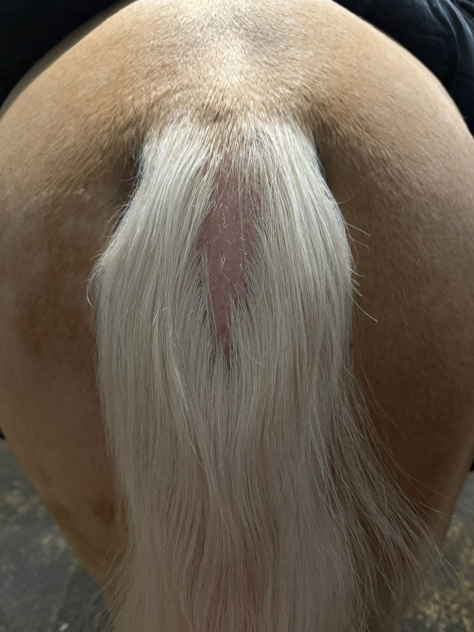 Close-up of a horse's hindquarters and tail.