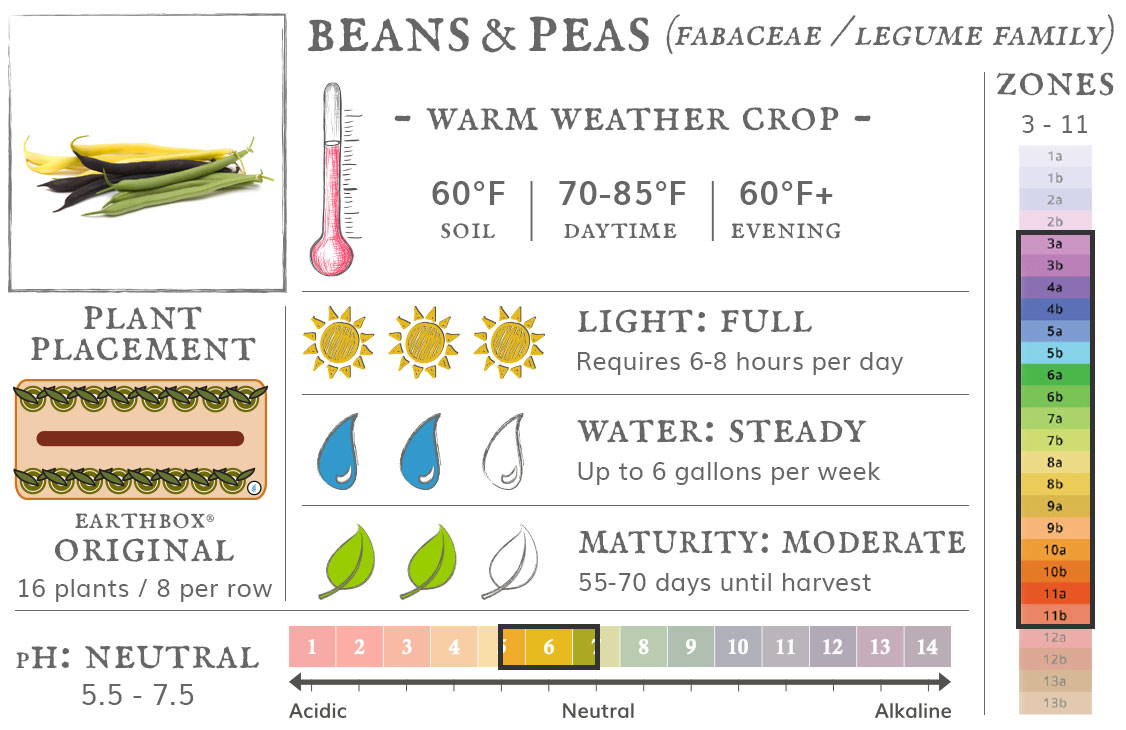 Beans and peas are a warm weather crop best grown in zones 3 to 11. They require 6-8 hours sun per day, up to 6 gallons of water per week, and take 55-70 days until harvest. Place 16 plants, 8 per row, in an EarthBox Original