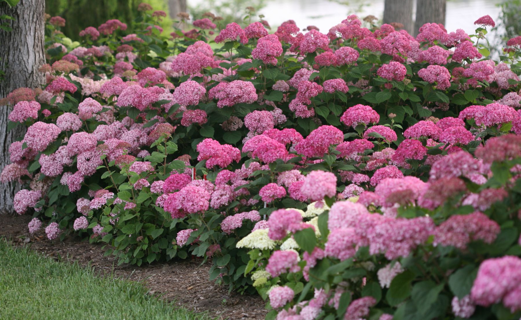 Invincibelle® Spirit II Smooth Hydrangea planted in an outdoor garden