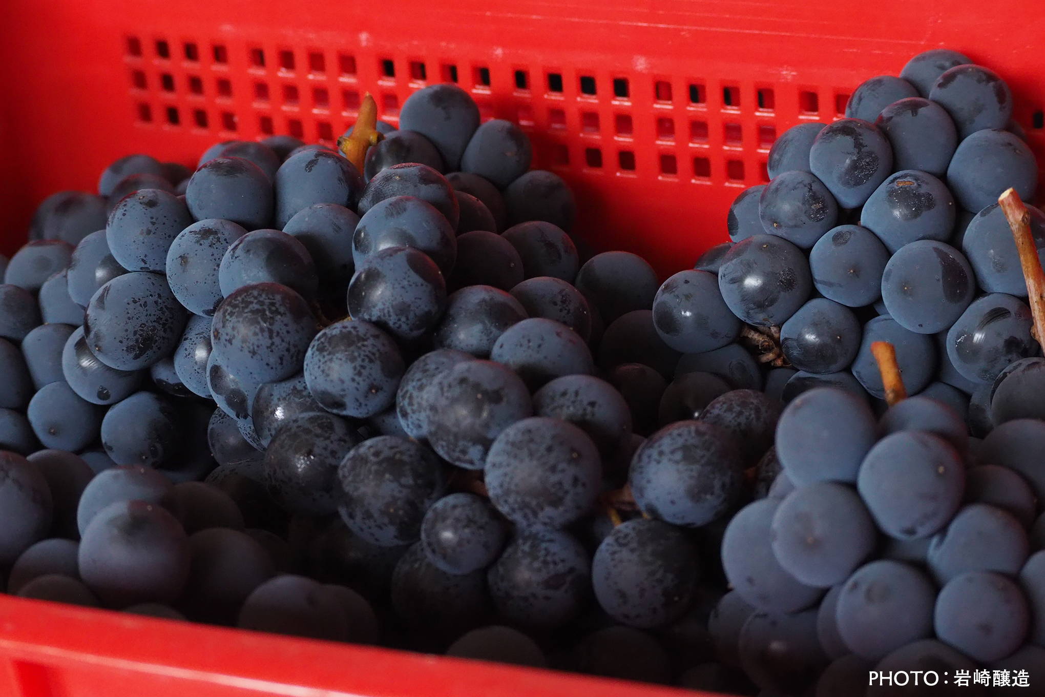 もうひとつの日本固有種、マスカット･ベーリーA。このブドウ抜きに、日本ワインの赤は語れない重要品種