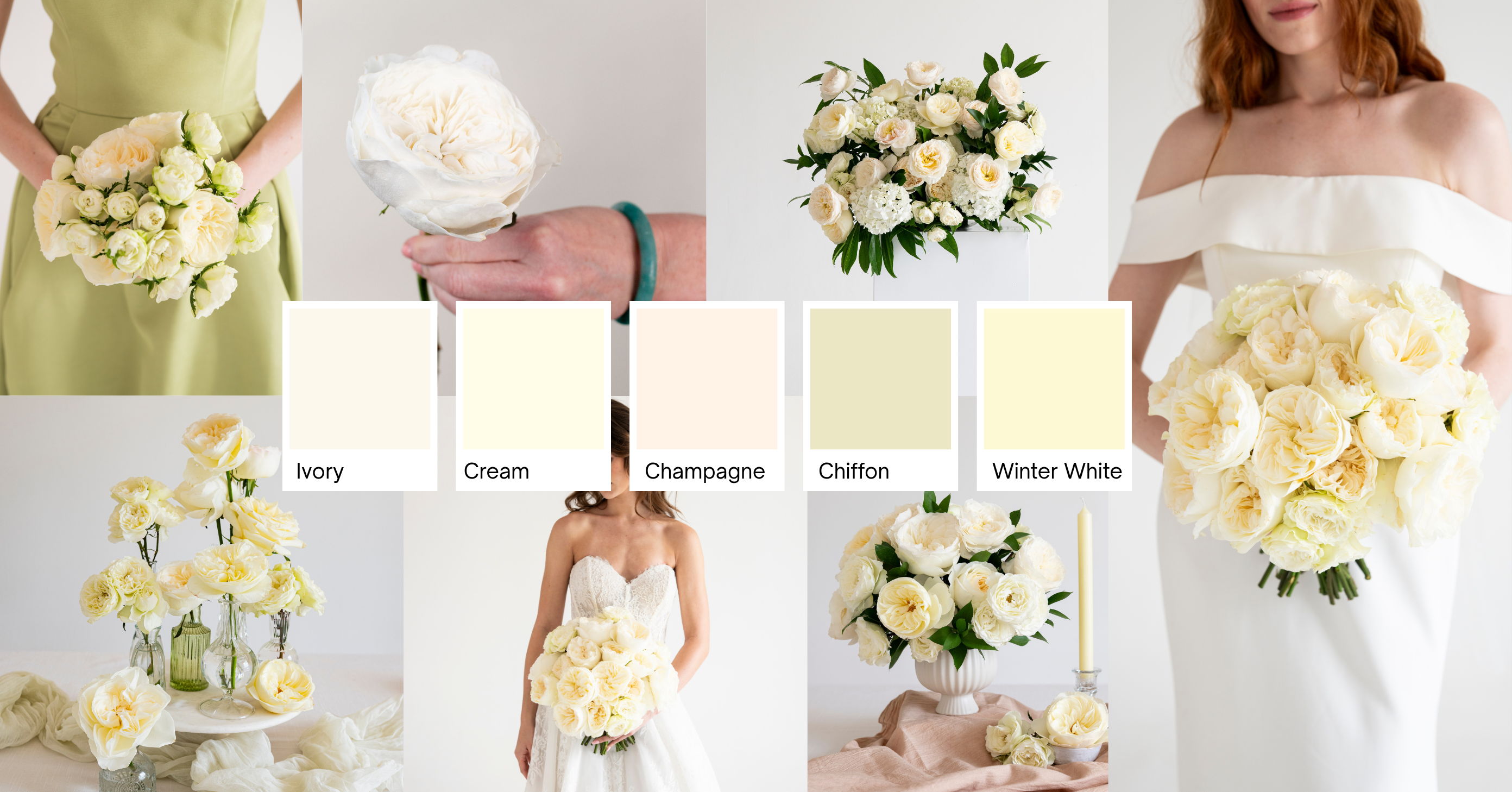 Ivory Garden Rose