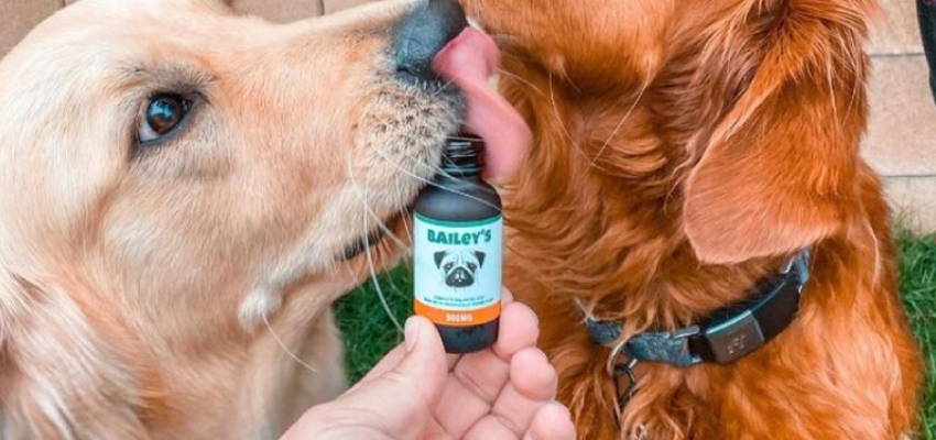 Image of two dogs sitting, accompanied by our CBD Oil For Pets product.