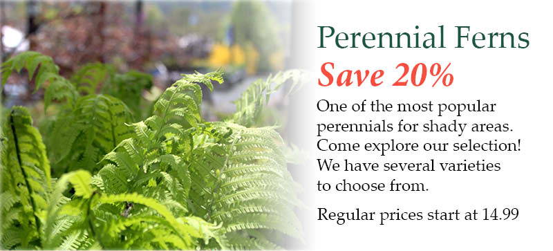 Perennial Ferns – Save 20%! One of the most popular perennials for shady areas. Come explore our selection! We have several varieties to choose from. | Regular prices start at $14.99 