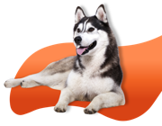 Best supplement for dogs