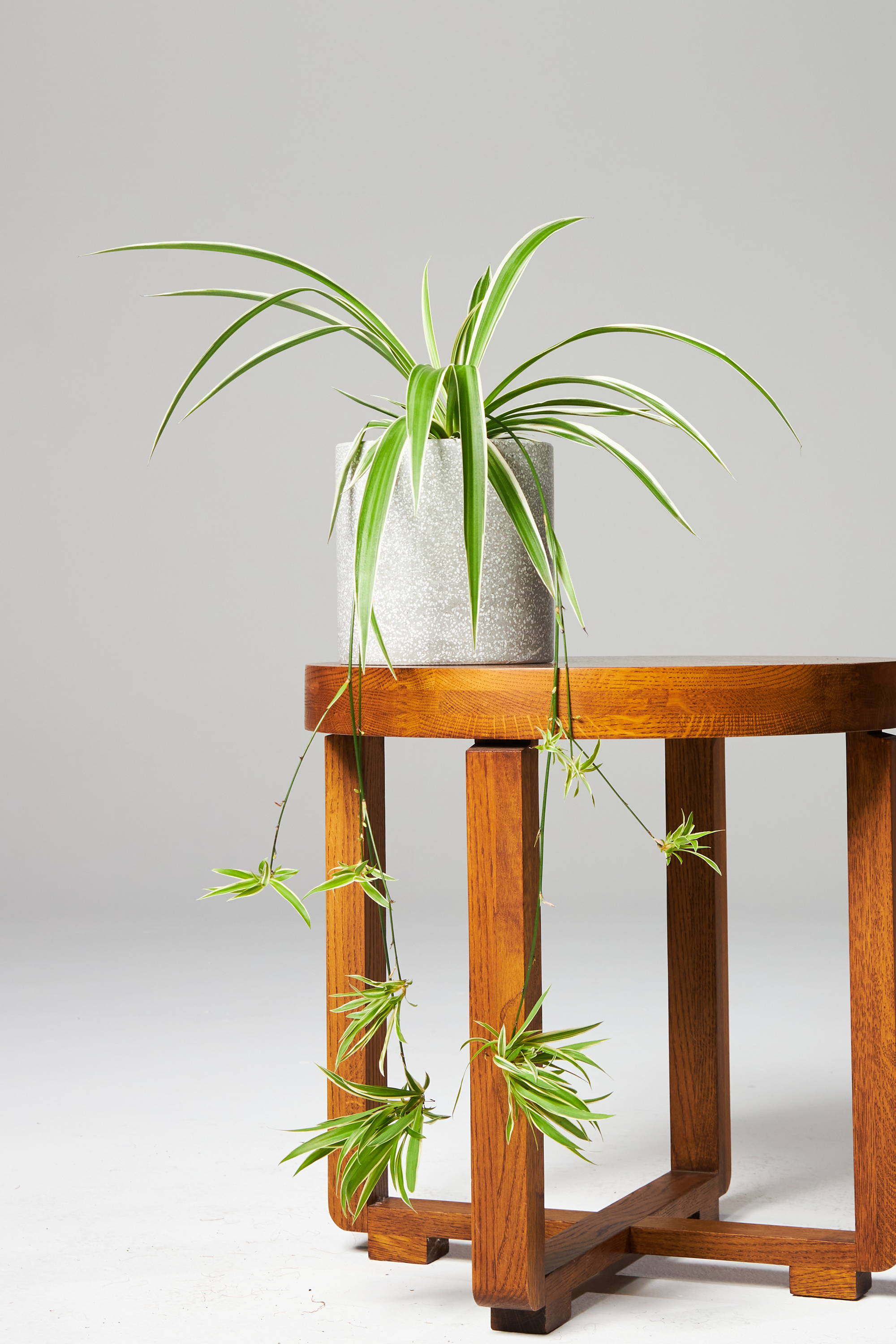 Spider Plant in Jardin Terrazzo Pot Grey on table at The Good Plant Co