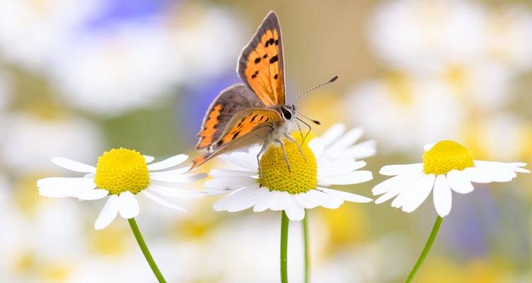 De vlindertuin