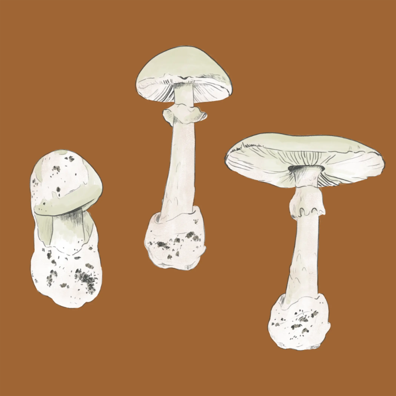 death cap mushroom illustration