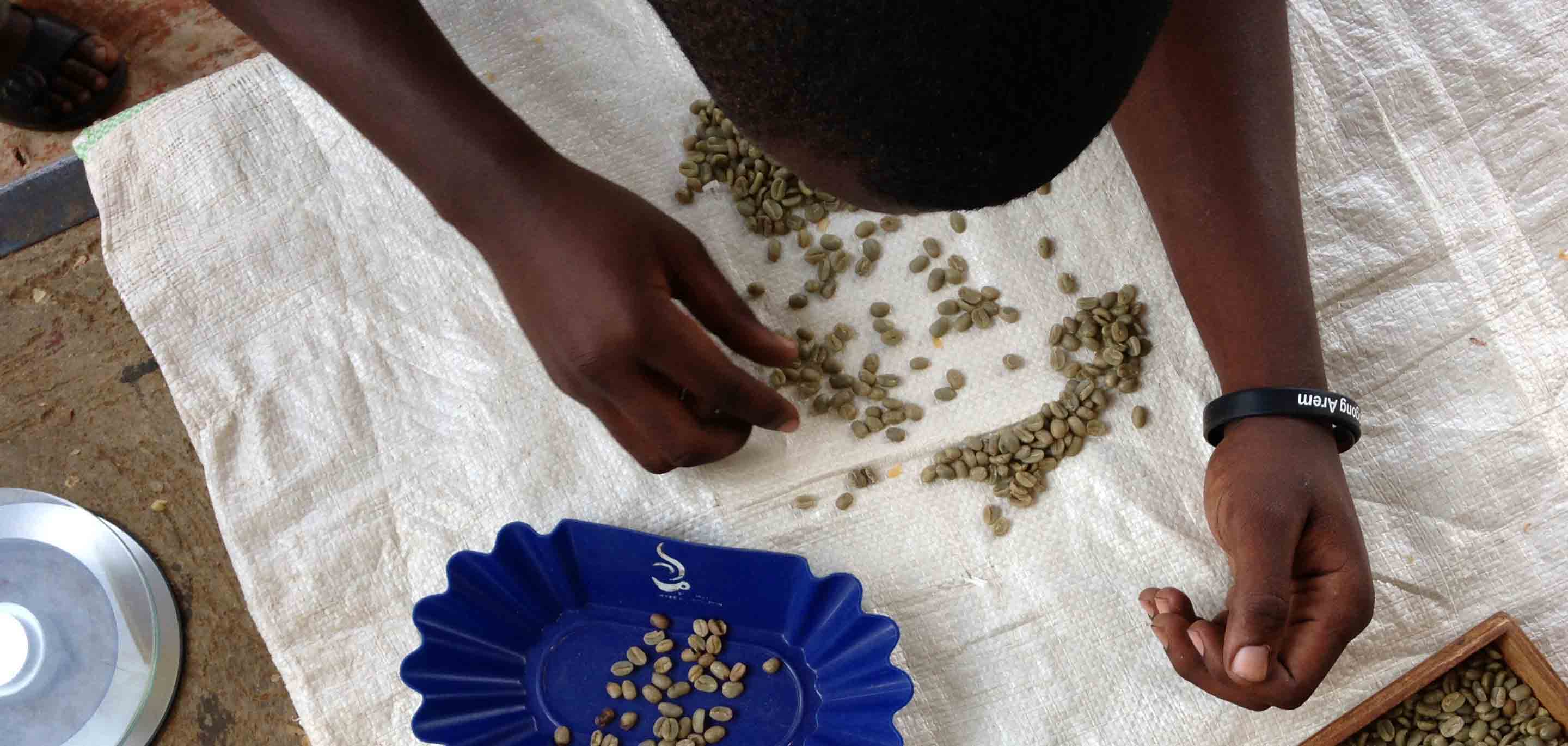 Green Ugandan coffee beans being sorted on a white sack and put into a blue tray