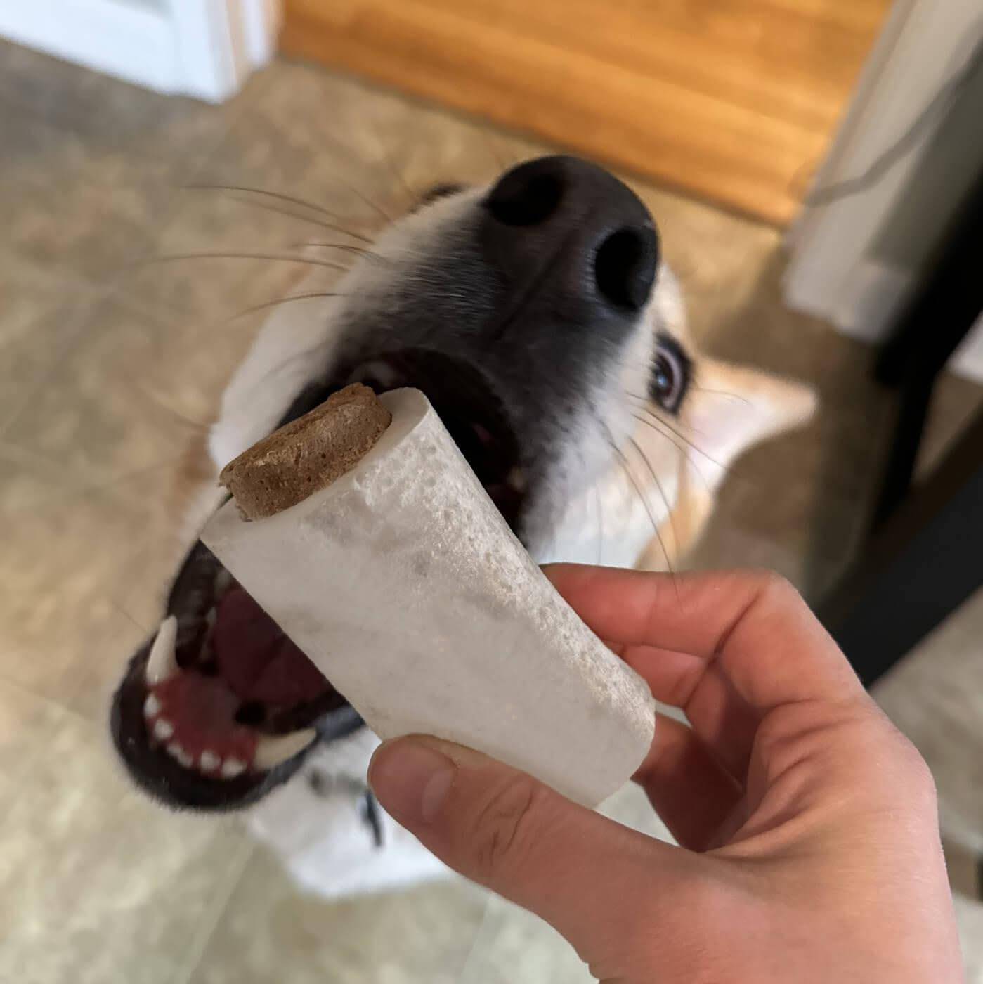 Dog with open mouth about to bite into a marow bone filled with a freeze-dried treat.