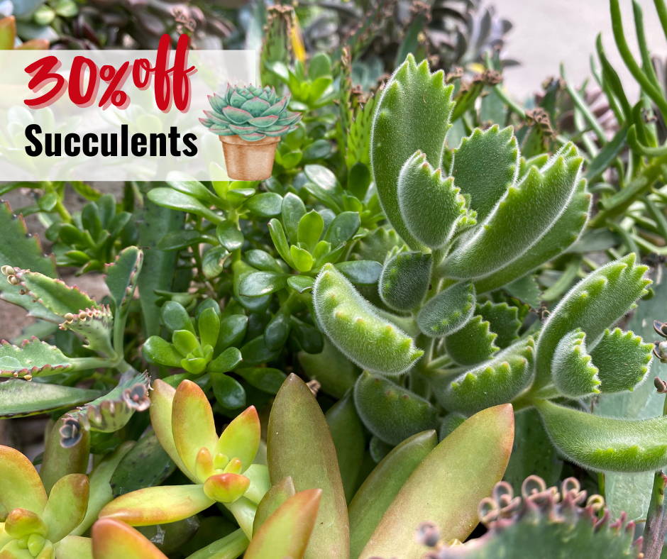 30% off succulents