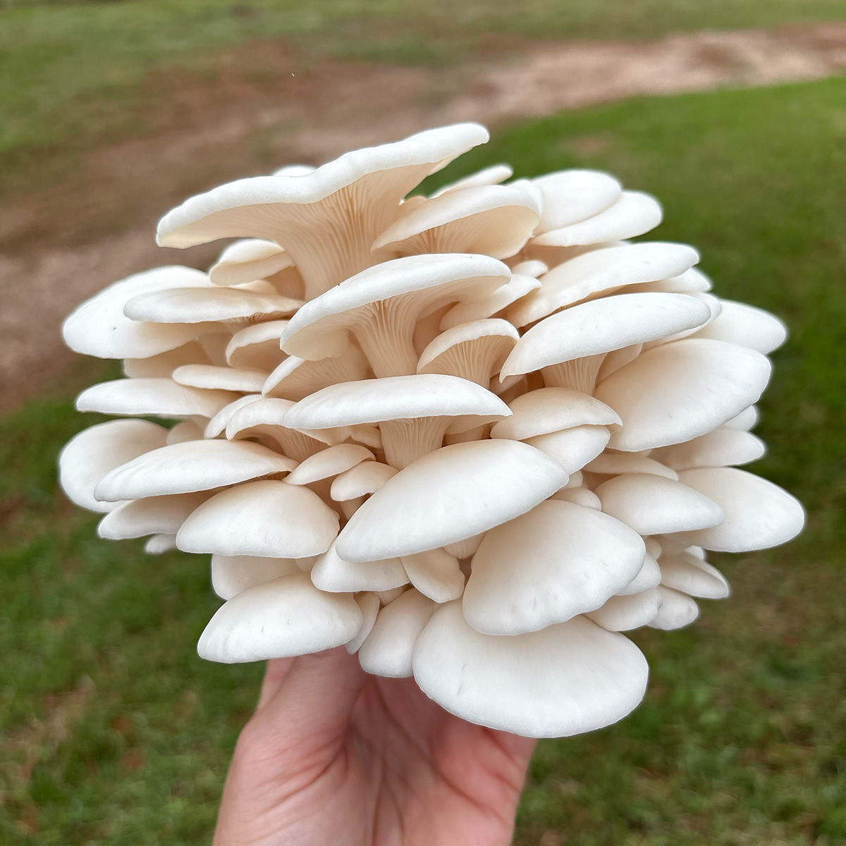 a beautiful cluster of bright white oyster mushrooms