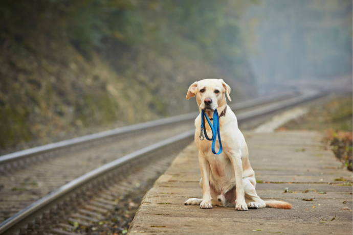 6 Things You Should Do If You Want To Find Your Lost Dog - Team K9