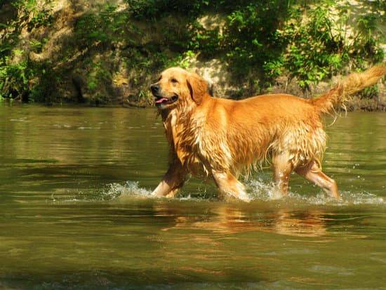 A golden retriever runs through a stream of water