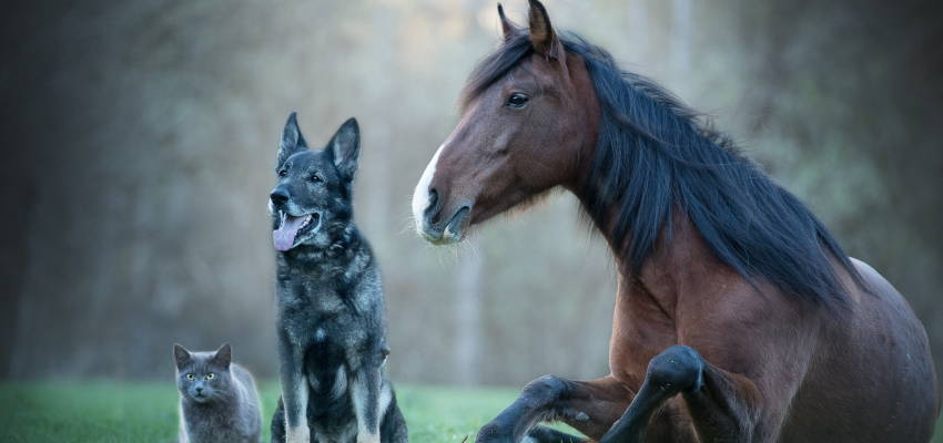 Image of a dog, cat, and horse together in a rural field, illustrating Bailey's broad line of CBD products.
