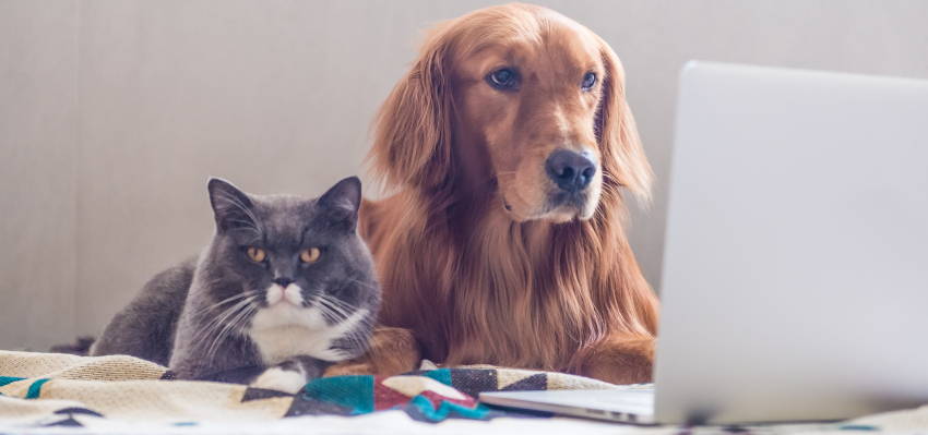  Image of a puppy and a cat sitting together on a bed, in front of a laptop.