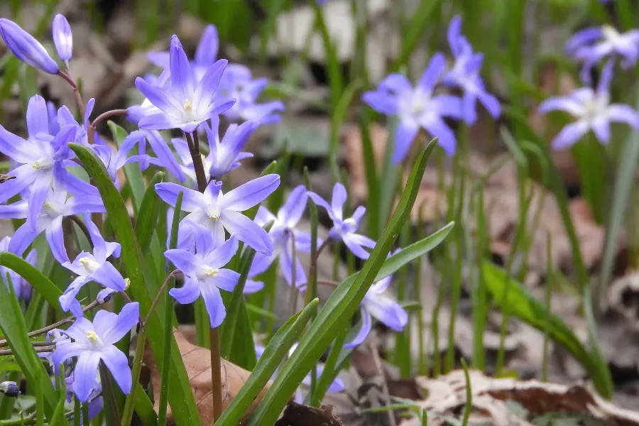 Chionodoxa (Glory of the Snow)