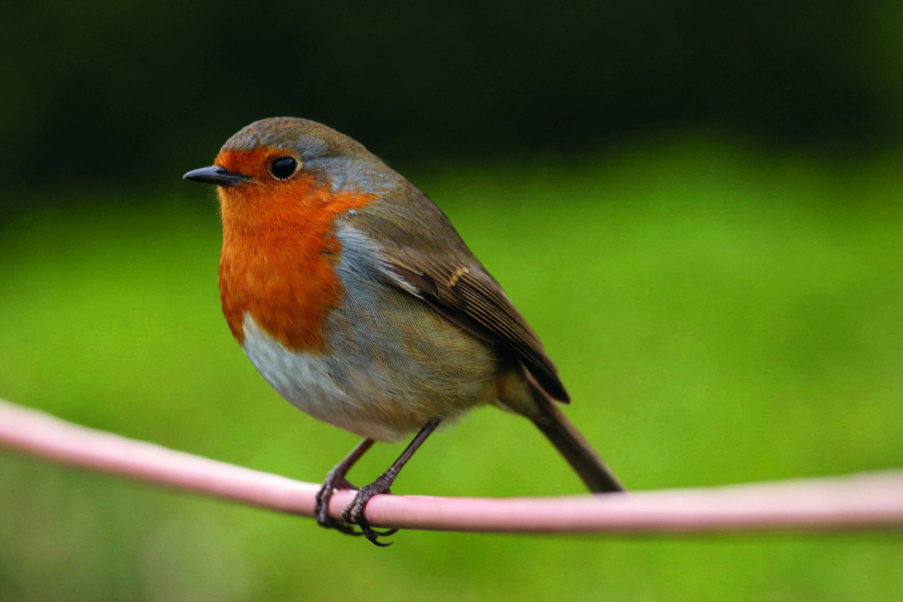 Robin  BTO - British Trust for Ornithology