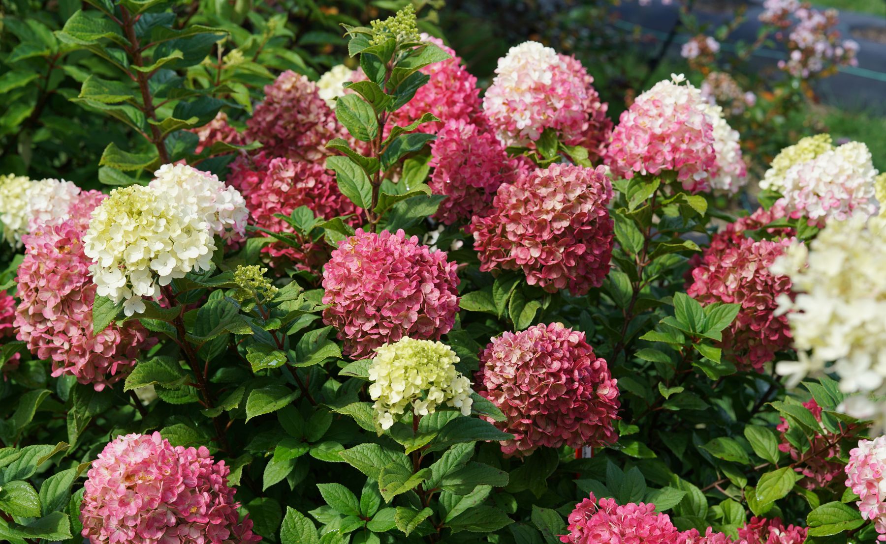 Photo of Little Lime Punch® Panicle Hydrangea