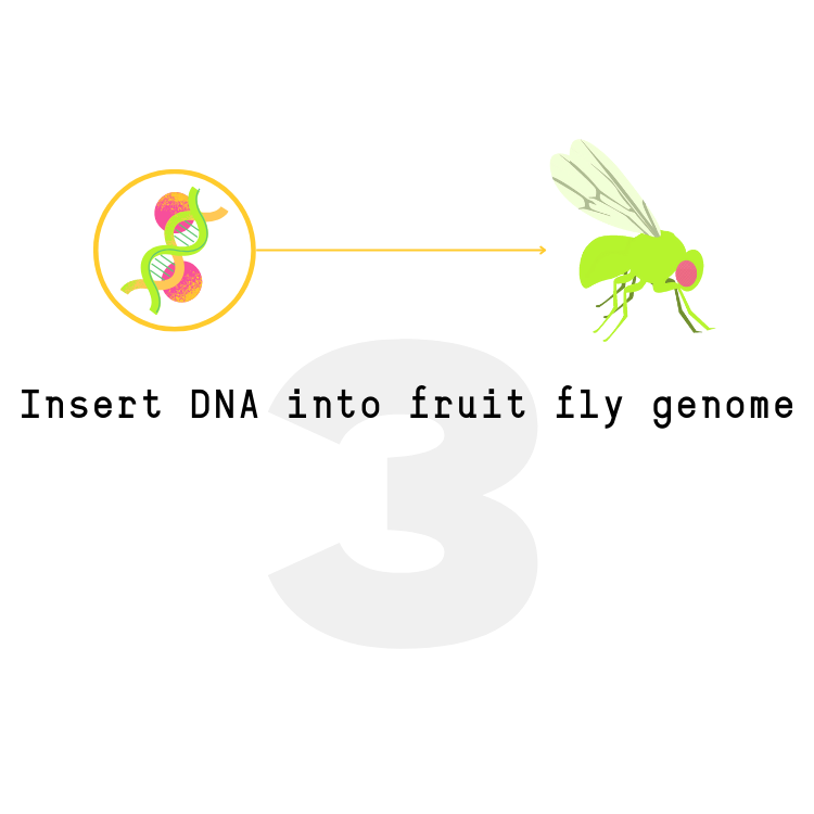 Future Fields EntoEngine™ protein production process step 3