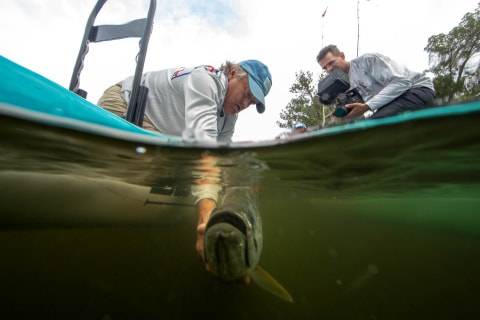 catching tarpon