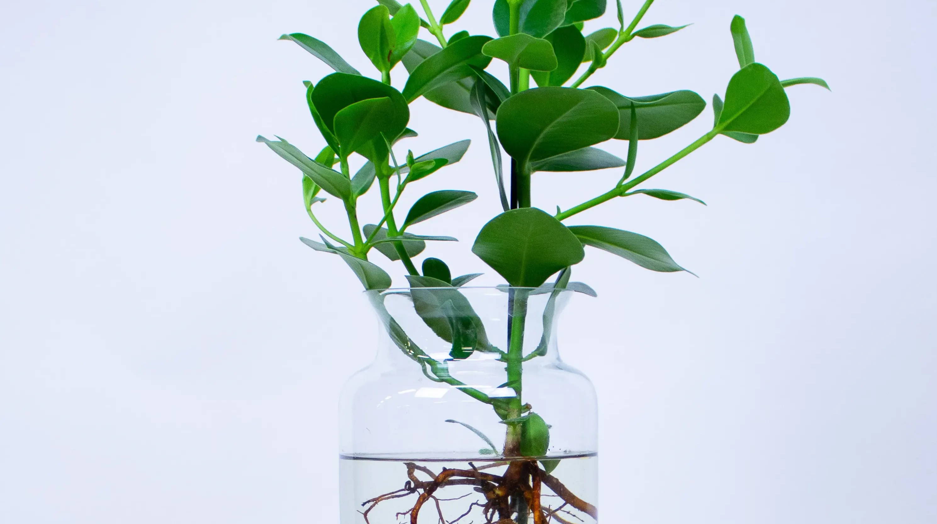 Top 5 meest makkelijke plant-pot combinaties