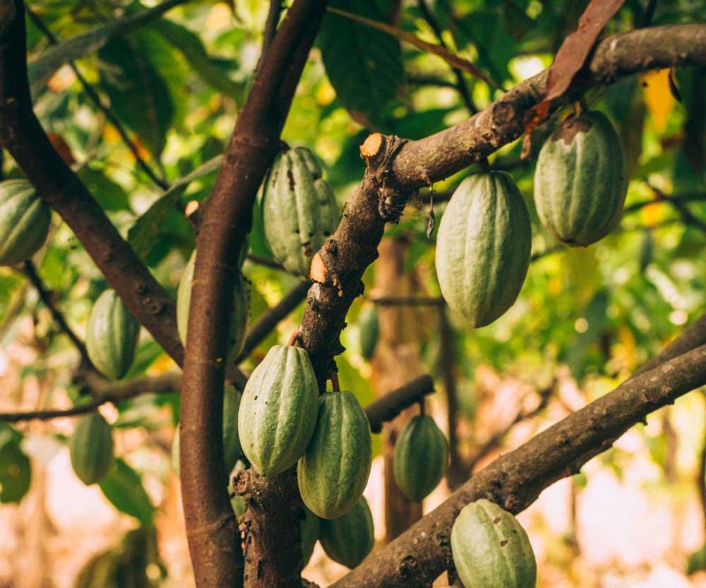 Cocoa beans hanging from a tree